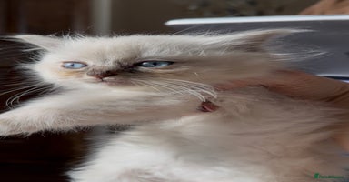 Ragdoll cats - Advert 5