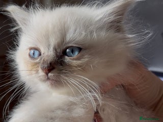 Ragdoll cats - Advert 28