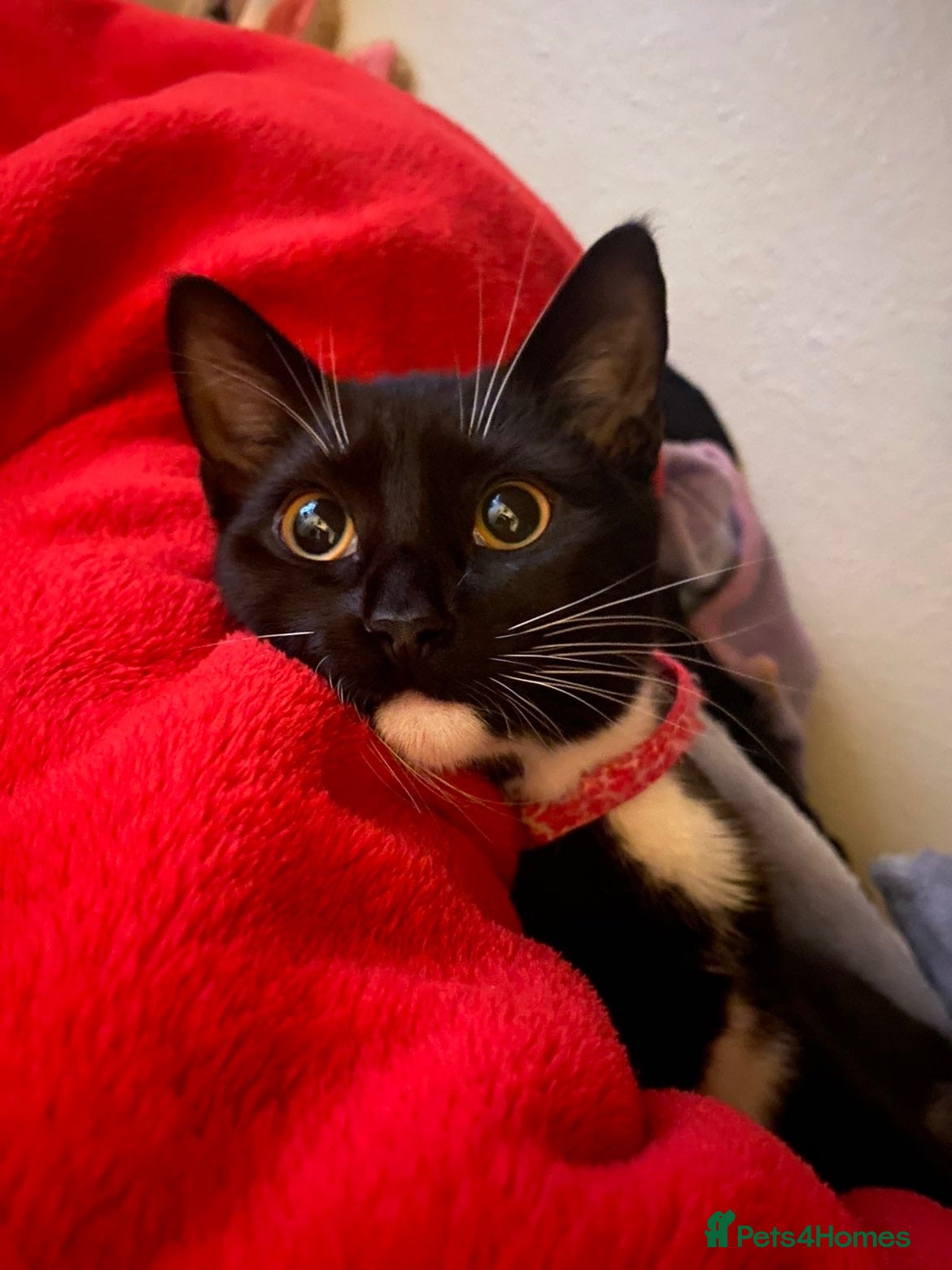 Domestic Shorthair cats Mittens: Age 3, black and white tuxedo  - Advert 4