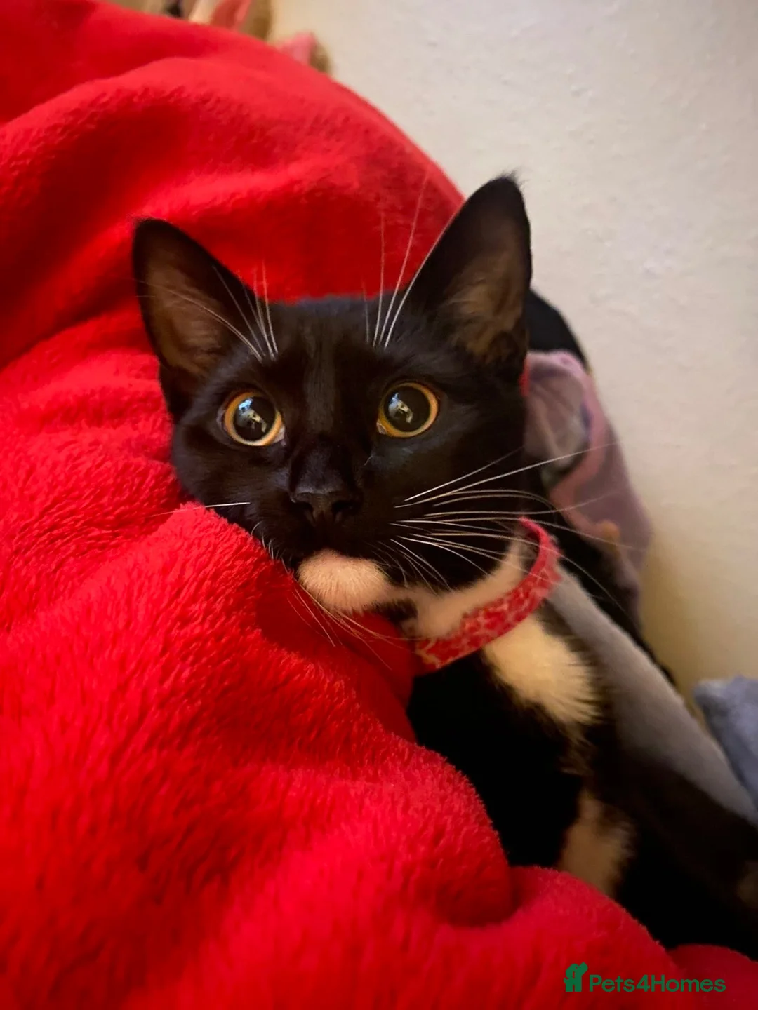 Domestic Shorthair cats for sale: Mittens: Age 3, black and white tuxedo  in Swindon - Advert 1