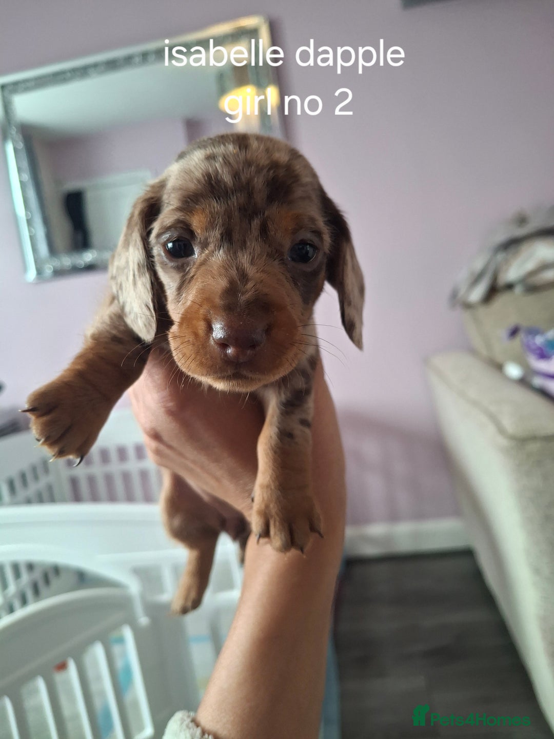 Miniature Dachshund dogs for sale: 💖 Adorable tiny miniature dachshund pups 💖 - Image 5