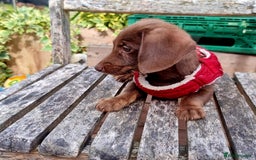 Doxiepoo dogs for sale: Adorable Doxiepoo puppy's  - Image 4
