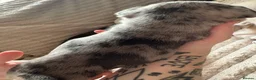 Frug dogs for sale: 🐶 Pug/French bulldog puppies 🐶 Rare markings - Advert 25
