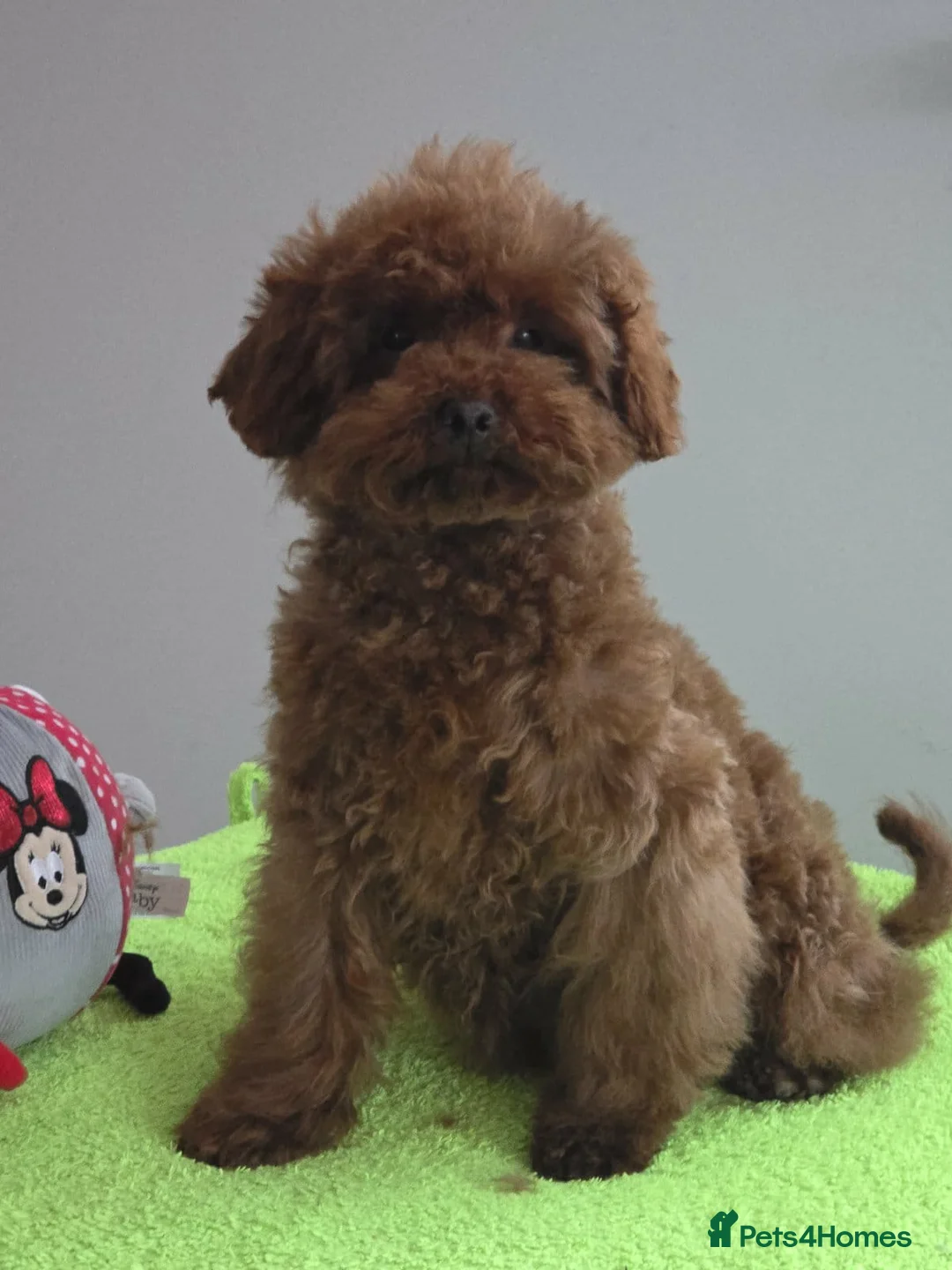 Maltipoo dogs for sale: 6-Month-Old Maltipoo Puppies – Male & Female - Advert 15