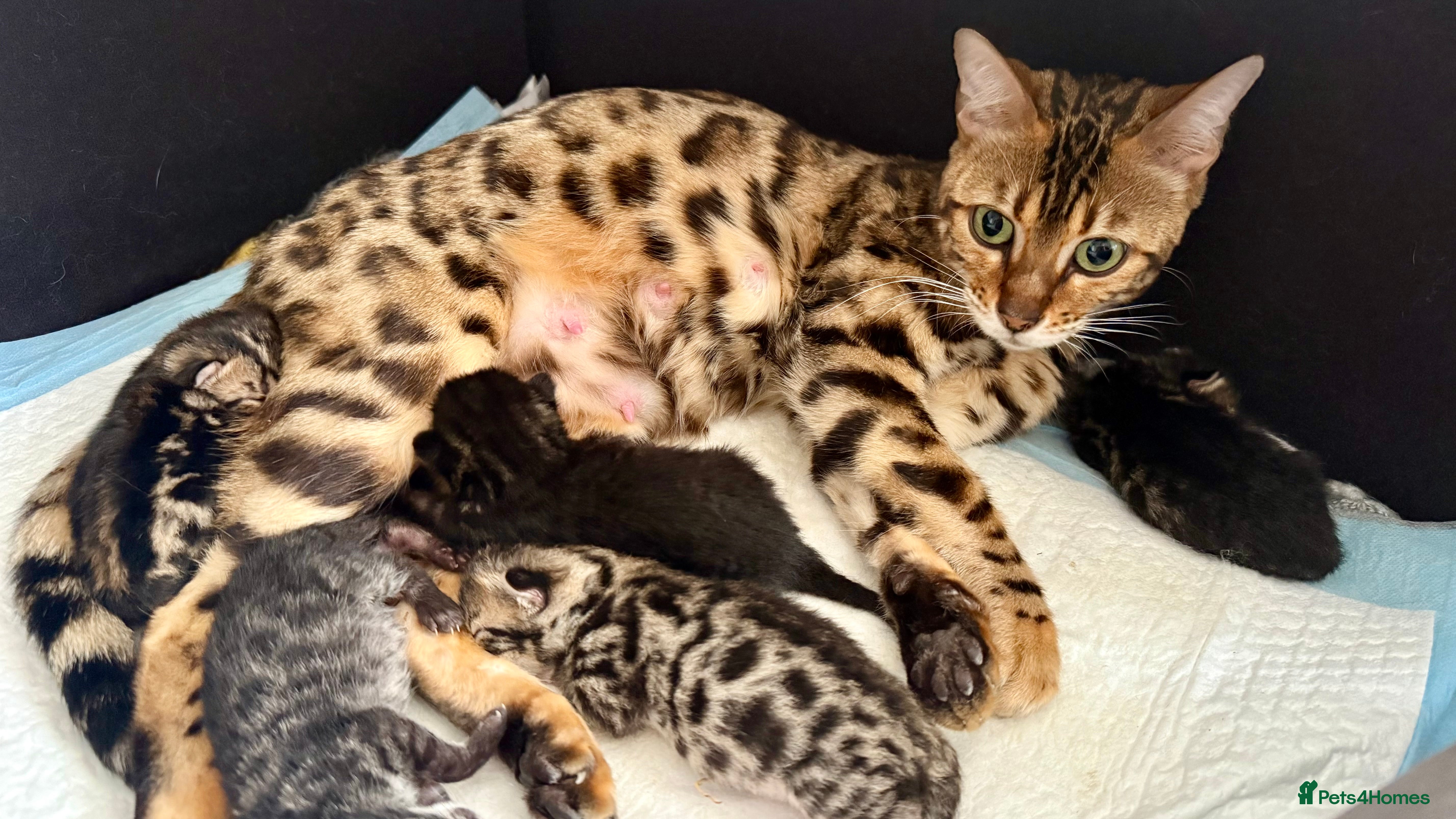 Mixed Breed cats Mixed bengal kittens - Advert 15