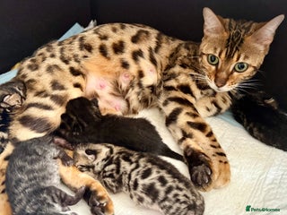 Mixed Breed cats Mixed bengal kittens - Advert 1