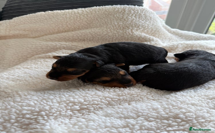Welsh Terrier dogs - Advert 1