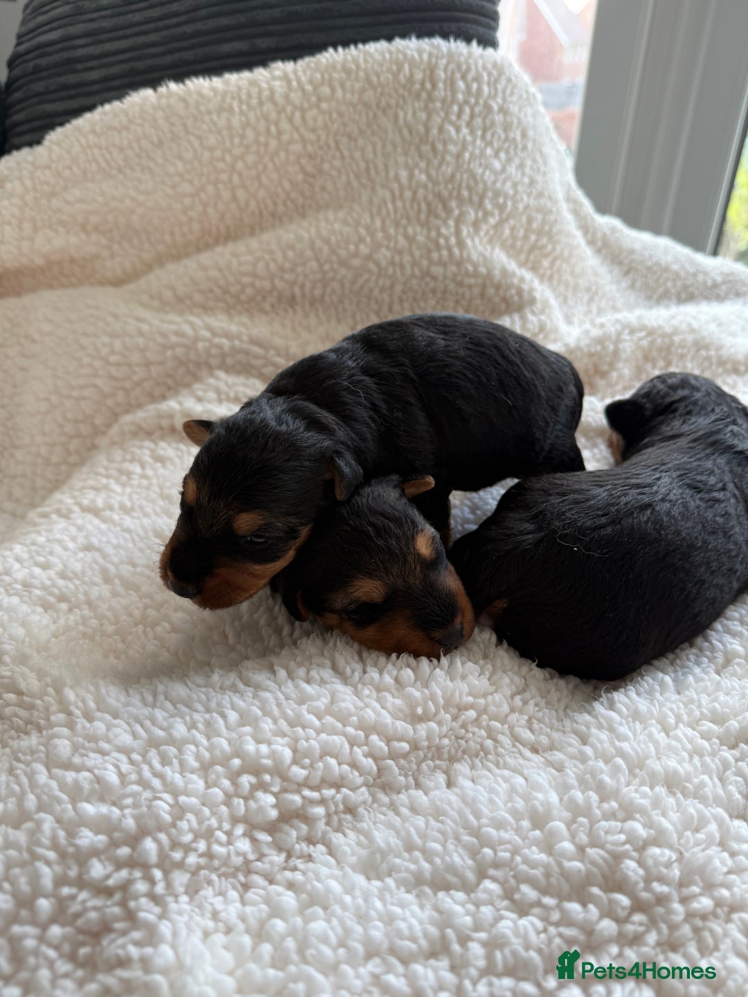 Welsh Terrier dogs for sale: 3 beautiful girls 💕 - Image 1