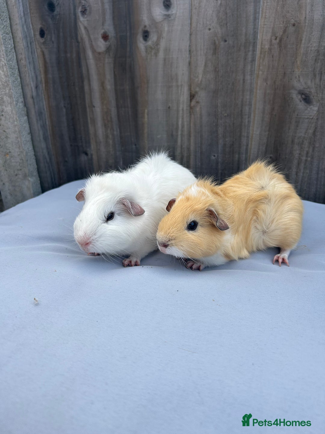 Guinea Pig rodents for sale: Two gorgeous brother baby guinea pigs  - Image 2