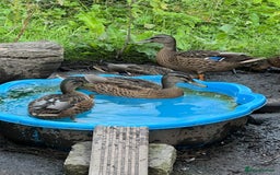 Ducks poultry for sale: Drakes  - Image 3