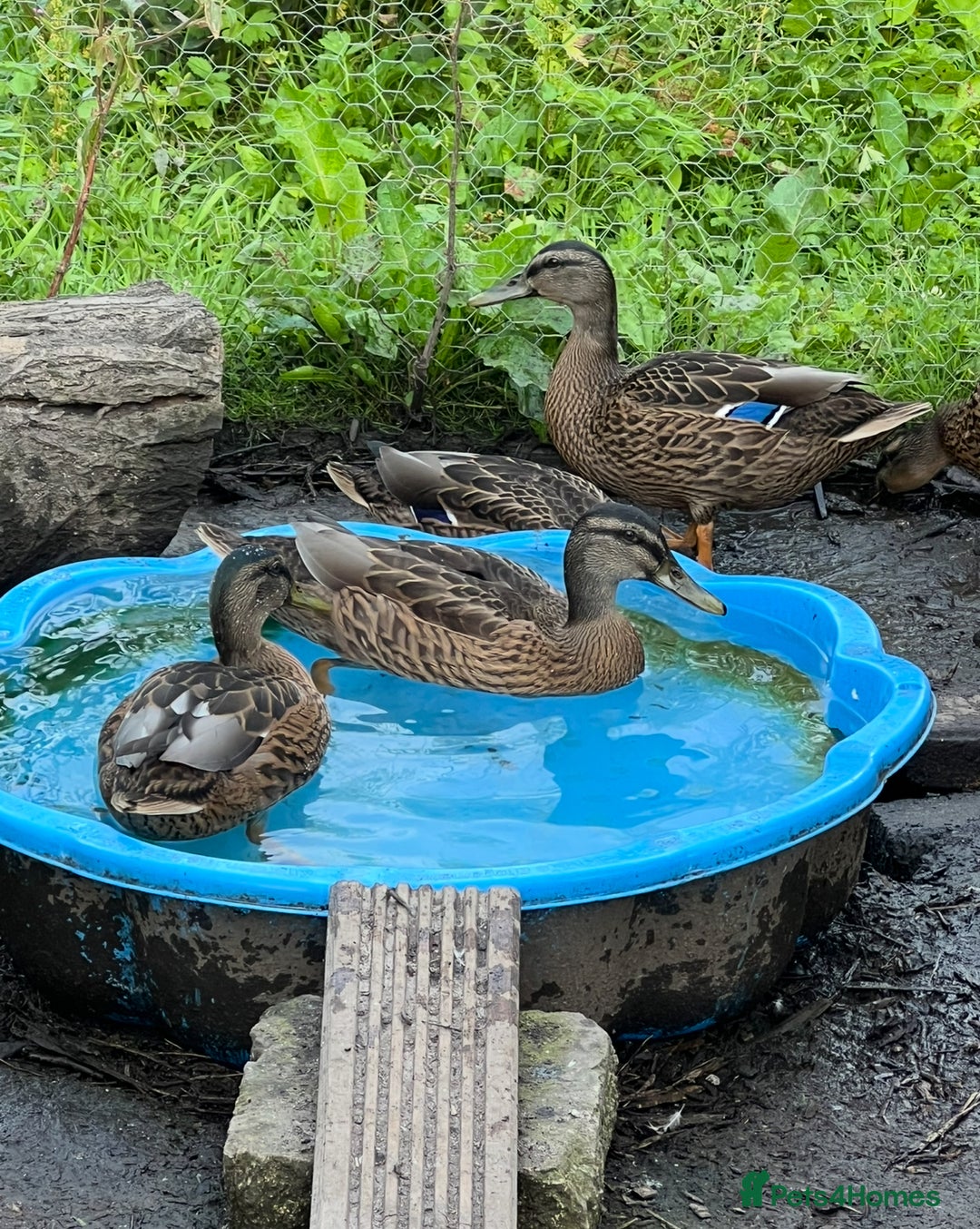 Ducks poultry for sale: Drakes  - Image 3
