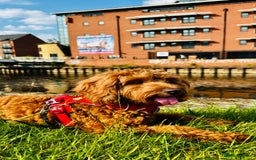 Cavapoo dogs for sale: Looking for a temporary home - Image 3