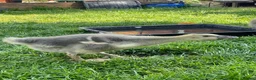 Geese poultry for sale: 2 Goslings - Advert 3