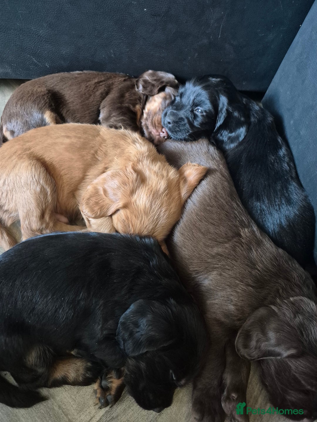 Cocker Spaniel dogs for sale: Cocker spaniels - Image 4