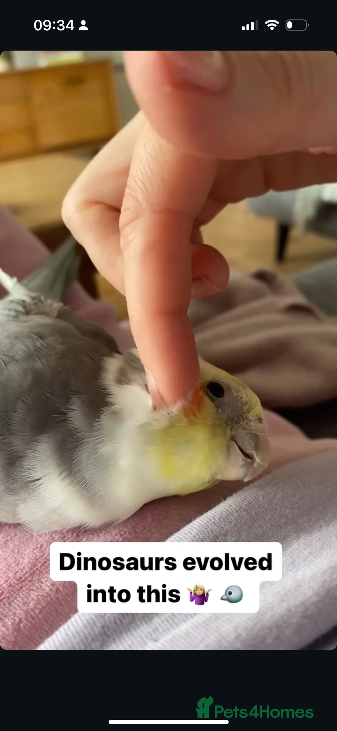 Cockatiels birds for sale: Sweet 10 year old cockatiel rehoming. - Advert 4