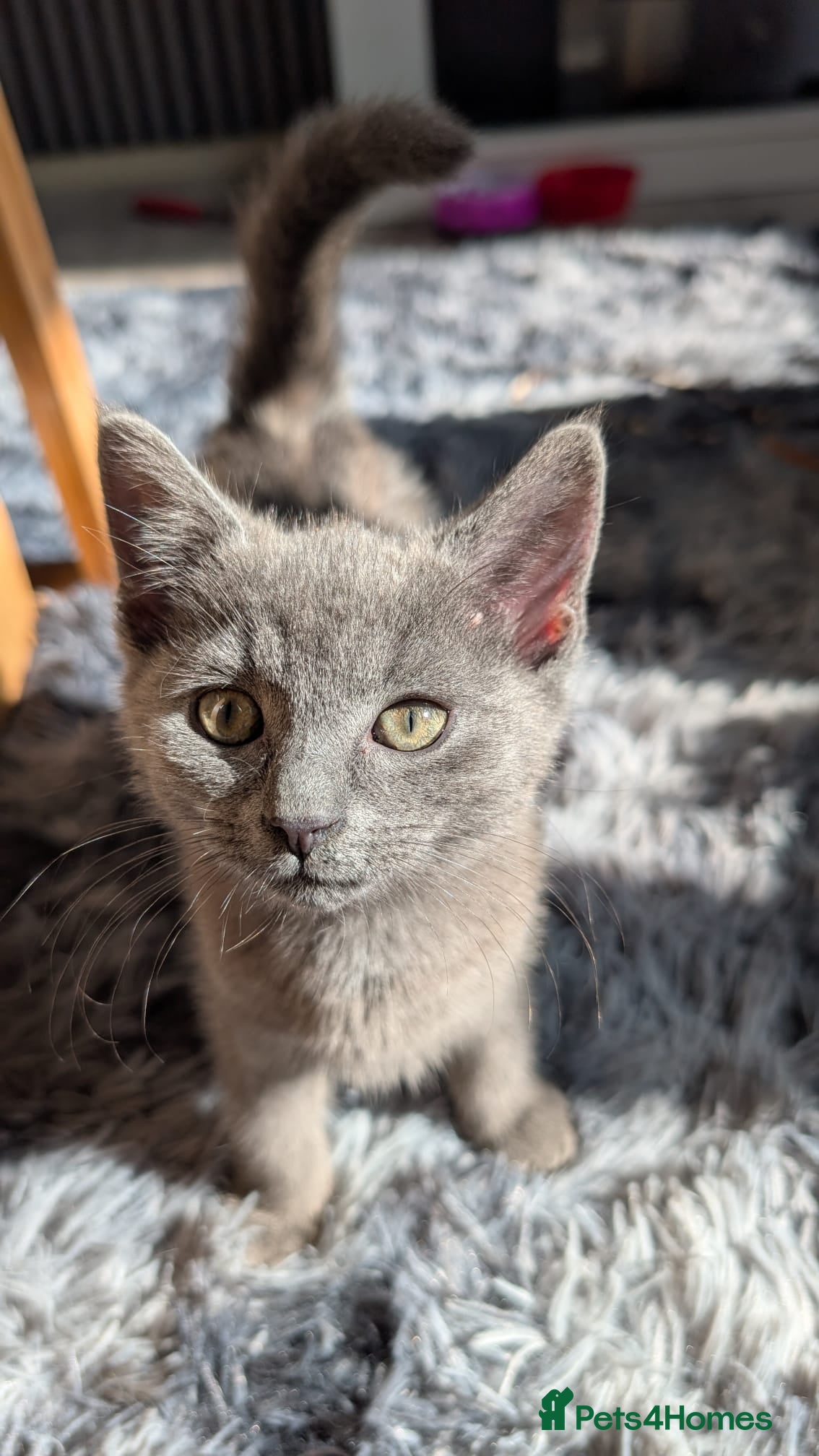 Russian Blue cats Russian blue kitten  - Advert 2
