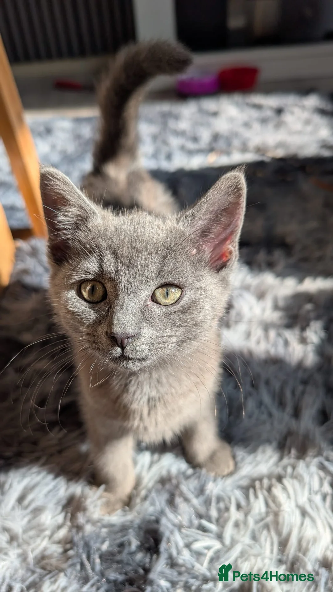 Russian Blue cats for sale: Russian blue kitten  - Advert 1
