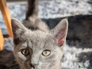 Russian Blue cats Russian blue kitten - Advert 2