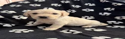 Golden Retriever dogs for sale: Kennel Club Health Tested Golden Retriever Puppies - Advert 11