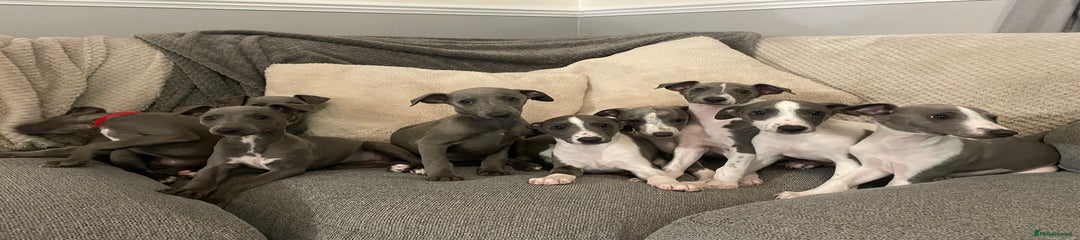 Whippet Puppy 8