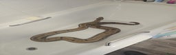 Boa Snake reptiles for sale: Hoggnose boa - Advert 2