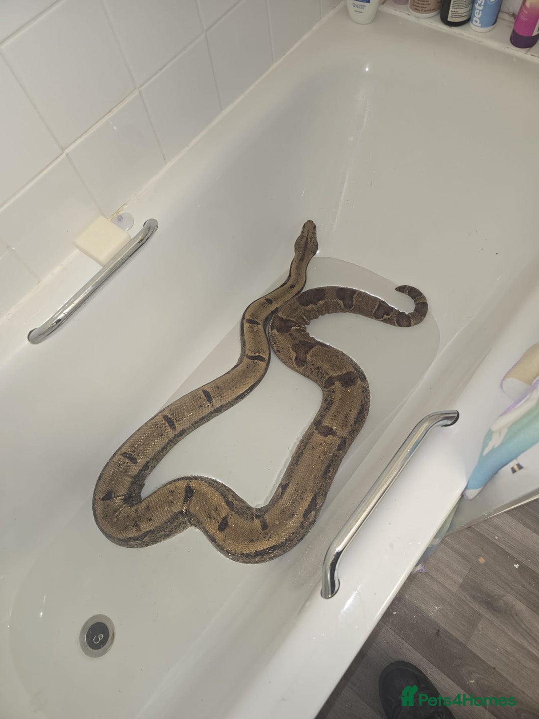 Boa Snake reptiles for sale: Hoggnose boa - Advert 2