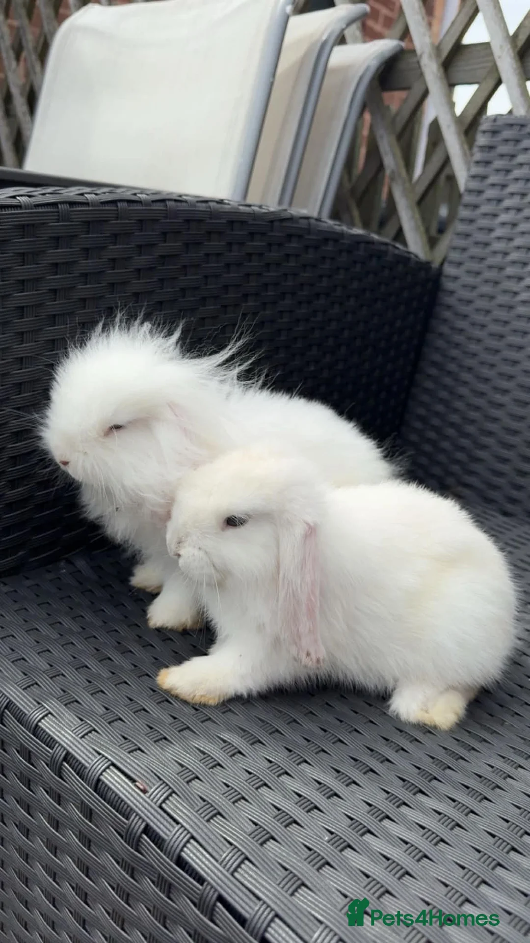 Mixed Breed rabbits for sale: Rabbit  in Derby - Advert 3