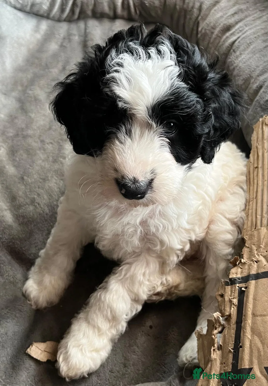 Bordoodle dogs for sale: Only 2 Double Doodle Bordoodles - Advert 2