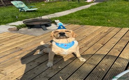Labrador Retriever dogs for stud: Dog for stud Labrador crossed golden retriever  - Image 5
