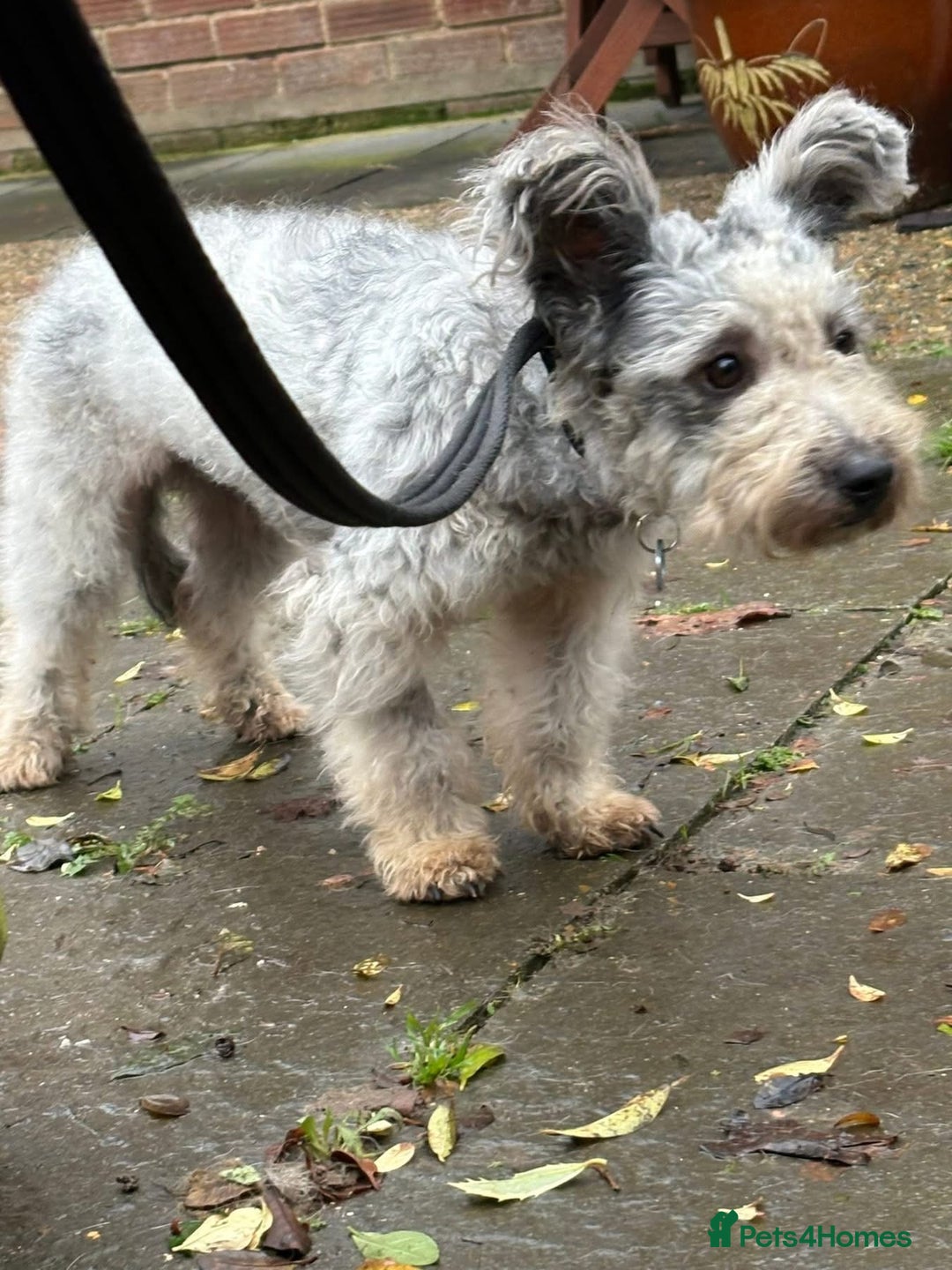 Mixed Breed dogs for adoption: Scruffy- Hingham Norfolk  - Advert 8