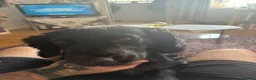 Cocker Spaniel dogs for sale: 3 year old cocker spaniel Jet in Mansfield - Advert 2