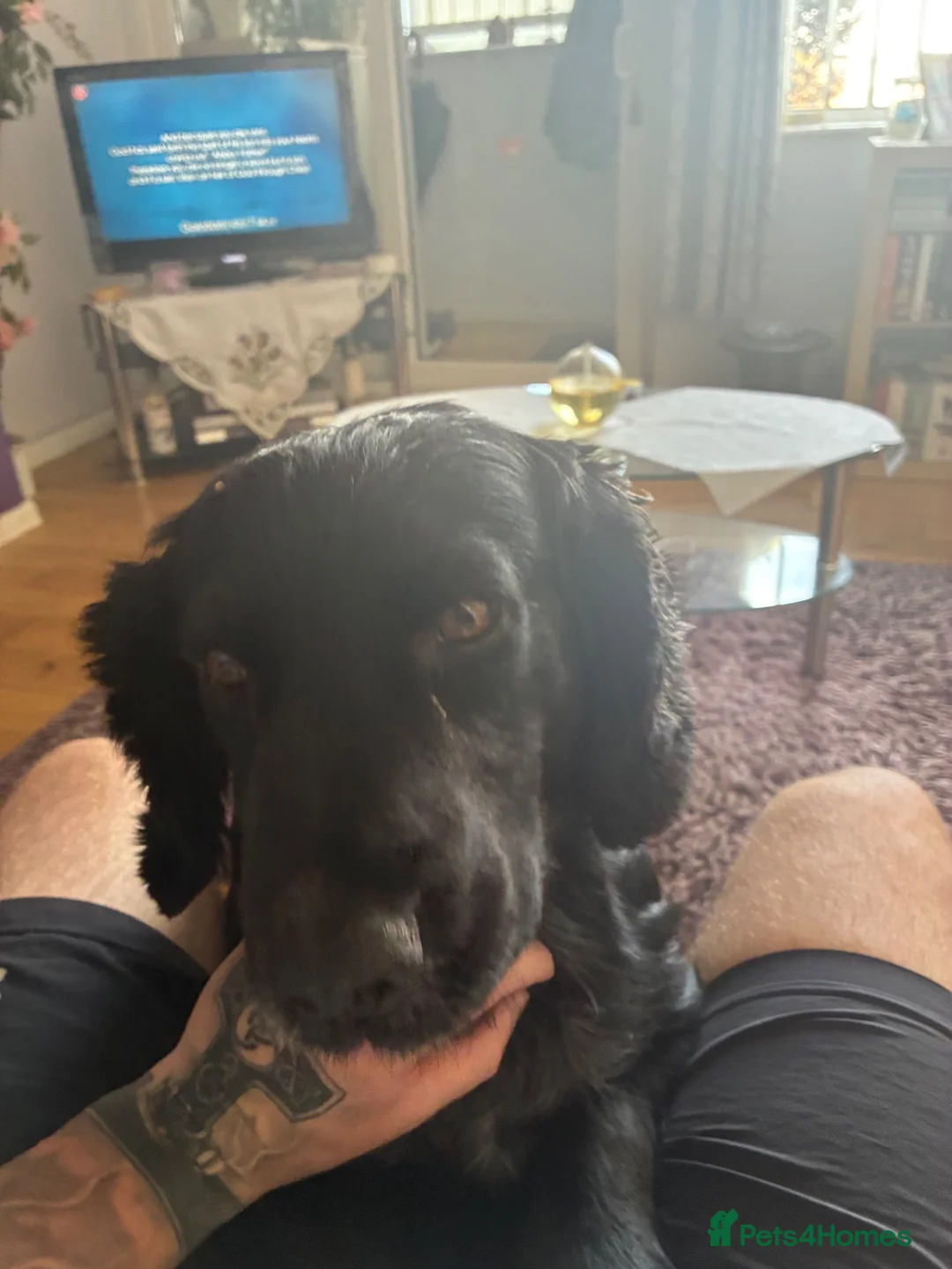 Cocker Spaniel dogs for sale: 3 year old cocker spaniel Jet in Mansfield - Advert 2