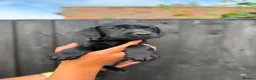 Labrador Retriever dogs for sale: Stunning Pedigree Black Labrador Puppies - Advert 22