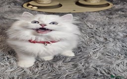 British Longhair cats for sale: Purebred British Longhair Boys-WCF Pedigree - Image 3