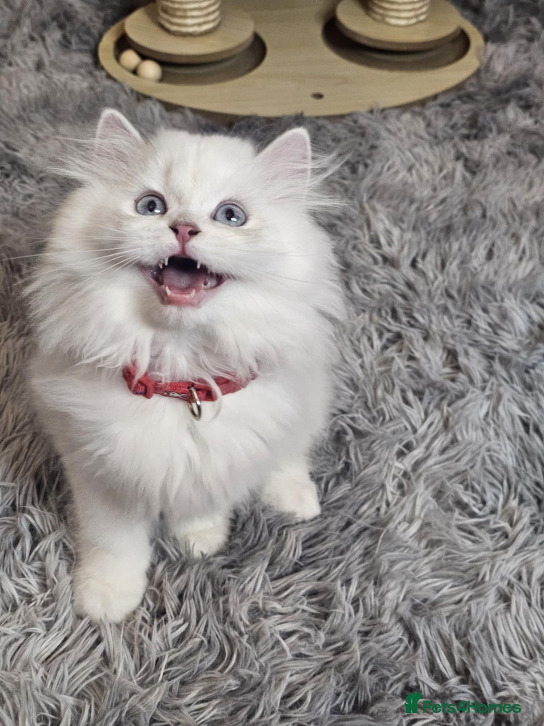 British Longhair cats for sale: Purebred British Longhair Boys-WCF Pedigree - Image 3