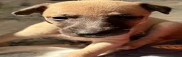 Whippet dogs for sale: Stunning KC whippet girl puppy  - Advert 36