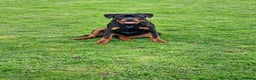Rottweiler dogs for sale: 3 year old male rottweiler  - Advert 3