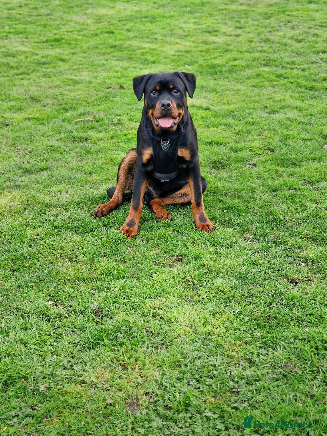 Rottweiler dogs for sale: 3 year old male rottweiler  - Advert 3