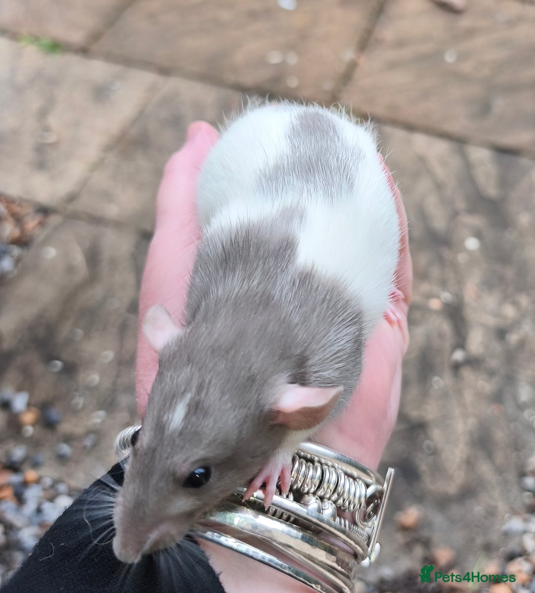 Rat rodents for sale: Beautiful male and female Dumbo rats - Advert 2