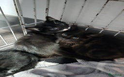Mixed Breed cats for sale: 2 brothers looking for new forever homes  - Image 2