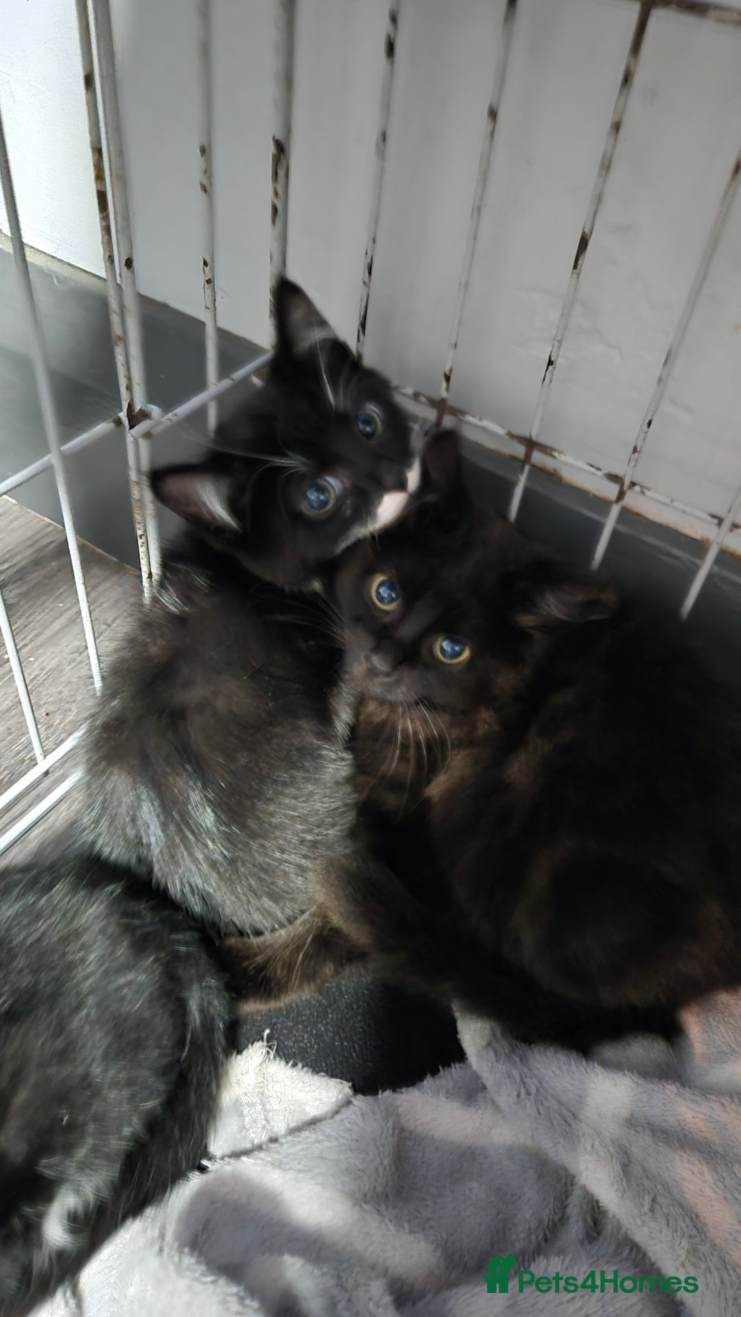 Mixed Breed cats for sale: 2 brothers looking for new forever homes  - Image 2