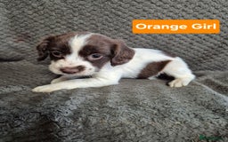 English Springer Spaniel dogs for sale: English Springer Spaniel Pups - Image 16