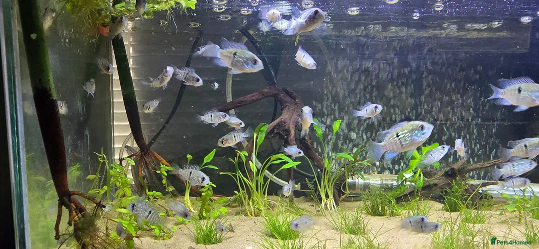 Cichlids fish for sale: Blue acara  in Letchworth Garden City - Advert 1