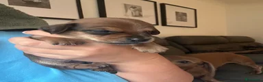 Puppy 2 - Male