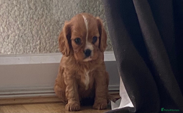Cavalier King Charles Spaniel dogs - Advert 3