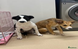 Border Collie dogs for sale: 3 border collie pups - Image 2
