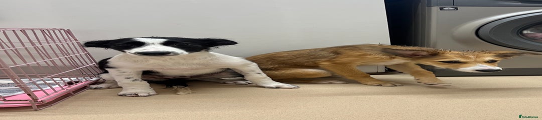 Border Collie Puppy 3
