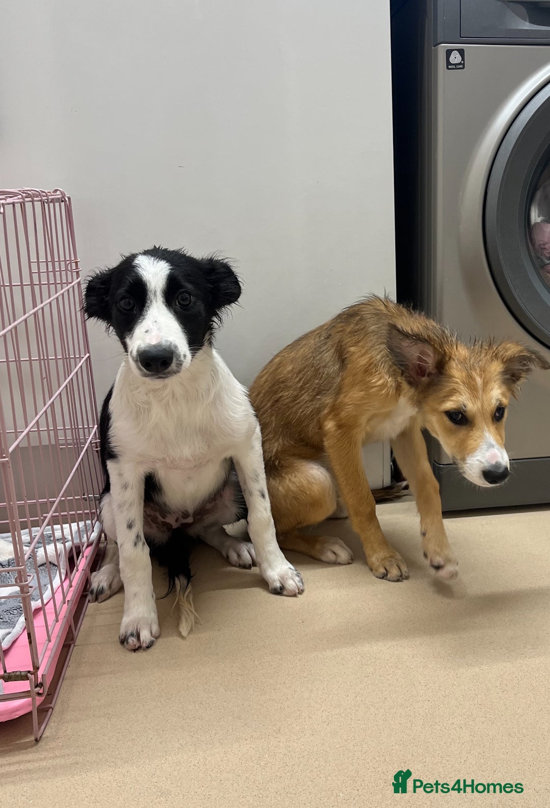 Border Collie dogs for sale: 3 border collie pups - Image 2