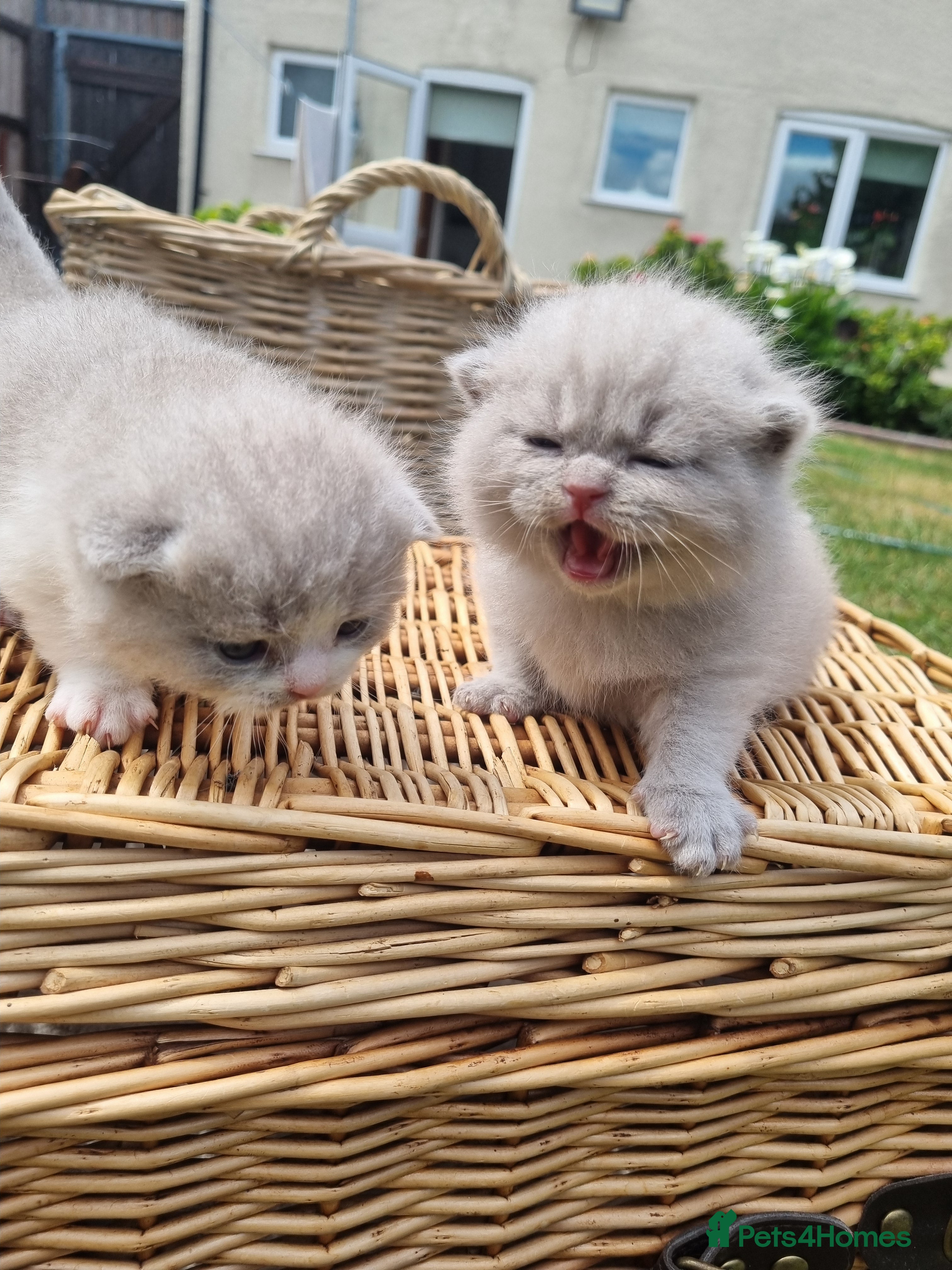 Scottish Fold cats for sale: 6 Scottish fold kittens  in Grays - Advert 9