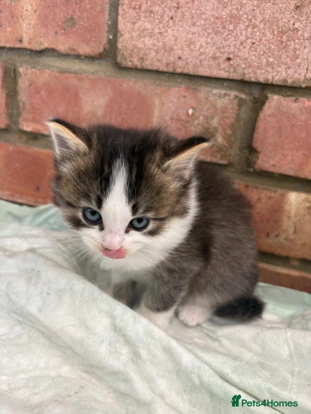 Mixed Breed cats for sale: Gorgeous Tabby & White Kittens  - Advert 28
